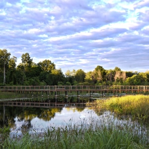 Alewife Stormwater Wetland_2241