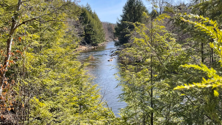 Loyalsock Creek nature picture with trees and water