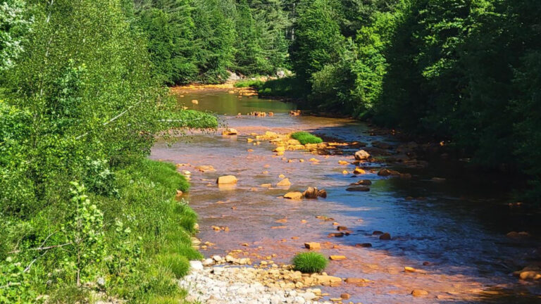 Tioga River with trees and water