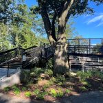 Carlton Street Footbridge Restoration in Brookline Massachusetts