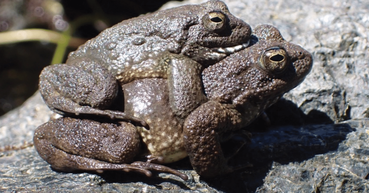 Conservation Efforts for the Foothill Yellow-Legged Frog. Photo credit: K. Wiseman.