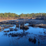 Landscape with stream and trees