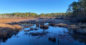 Landscape with stream and trees