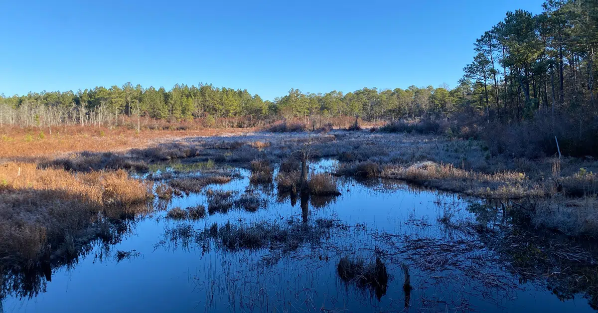 Landscape with stream and trees