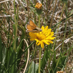 Photo of Carson wandering skipper (Pseudocopaeodes eunus obscurus) by Kleinfelder Biologist Cas Carroll