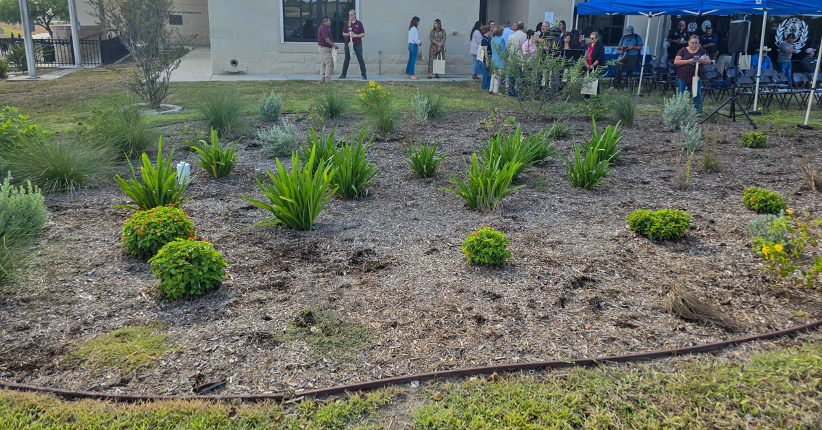 Keach Family Library rain garden with native plants