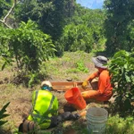 Two workers in heavy foliage