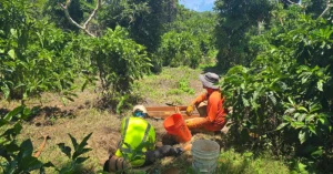Two workers in heavy foliage