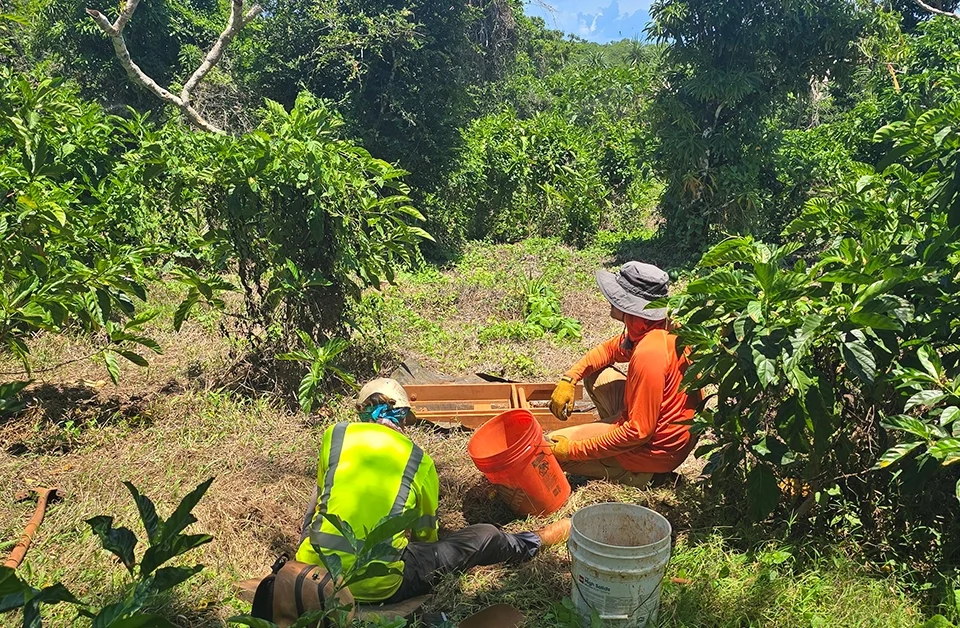 Two workers in heavy foliage