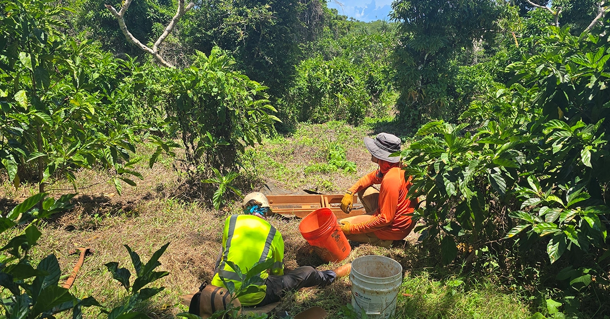 Two workers in heavy foliage