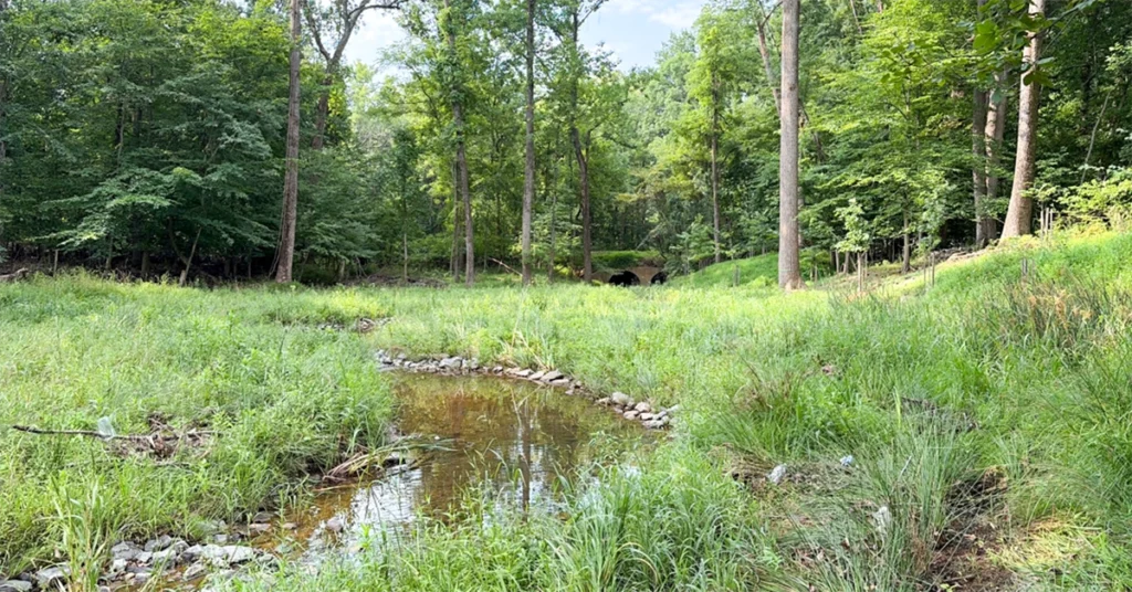 Bens Run Stream Restoration Bens Run stream restoration small stream in wooded area with tall grass