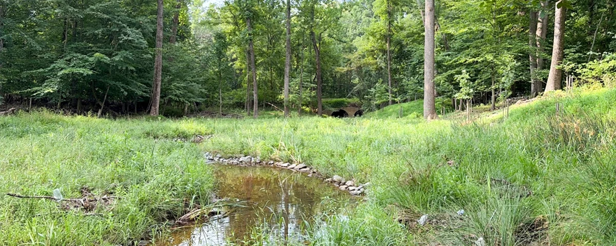 Bens Run stream restoration small stream in wooded area with tall grass