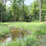 Bens Run stream restoration small stream in wooded area with tall grass